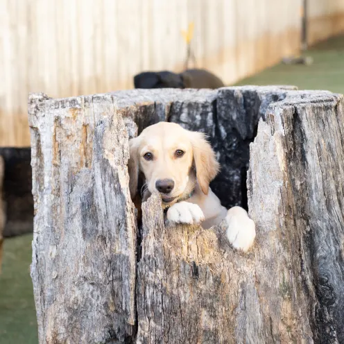 Dog playing in tree stump at Elite Suites Dog daycare, grooming, and boarding in Southlake